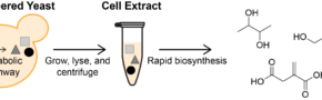 Yeast strains engineered for the biochemical conversion of glucose to value-added products are limited in chemical output due to growth and viability constraints. Cell extracts provide an alternative format for chemical synthesis in the absence of cell growth by isolating the soluble components of lysed cells. By separating the production of enzymes (during growth) and the biochemical production process (in cell-free reactions), this framework enables biosynthesis of diverse chemical products at volumetric productivities greater than the source strains. (Blake Rasor)